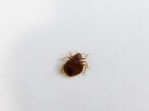 Assurance habitation face à la crise des punaises de lit : un défi majeur pour la sérénité des foyers