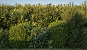 Quels arbustes choisir pour une haie persistante
